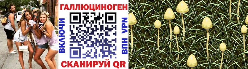 Псилоцибиновые грибы Psilocybe Звенигород
